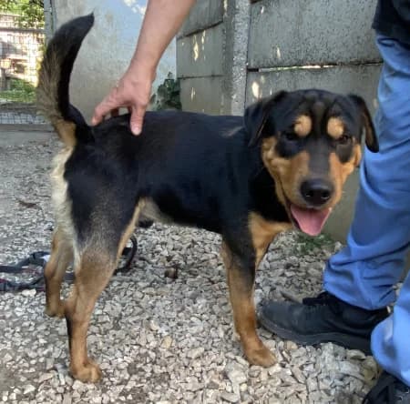 Sharpi, male young mixed breed for adoption at OZ Veselá labka, Hurbanovo