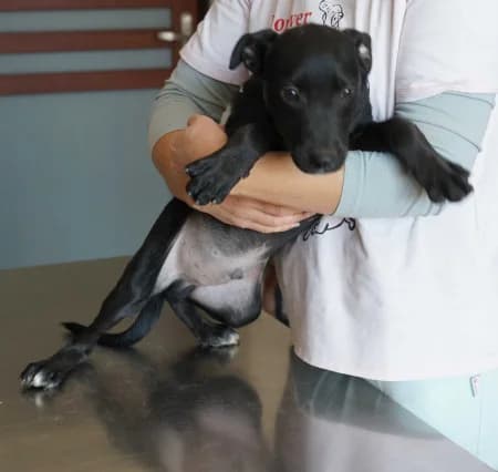 Snoopy, puppy Mixed Breed for adoption at OZ Veselá labka, Hurbanovo