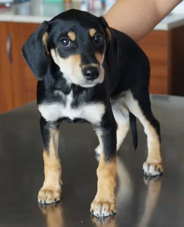 Tammy - rezervovaná (TD), puppy Mixed Breed for adoption at OZ Veselá labka, Hurbanovo