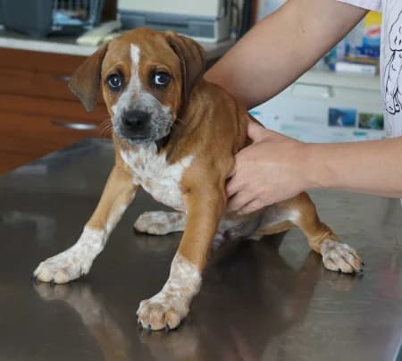 Texas, puppy Mixed Breed for adoption at OZ Veselá labka, Hurbanovo