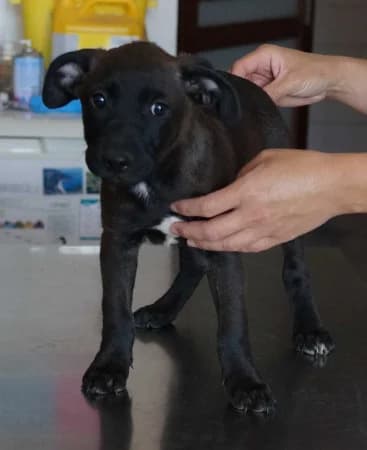 Thao, puppy Mixed Breed for adoption at OZ Veselá labka, Hurbanovo