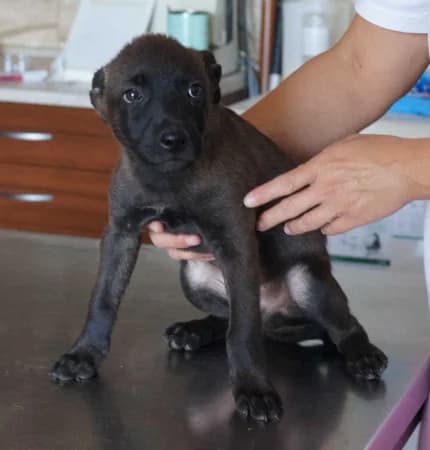 Theo, puppy Mixed Breed for adoption at OZ Veselá labka, Hurbanovo