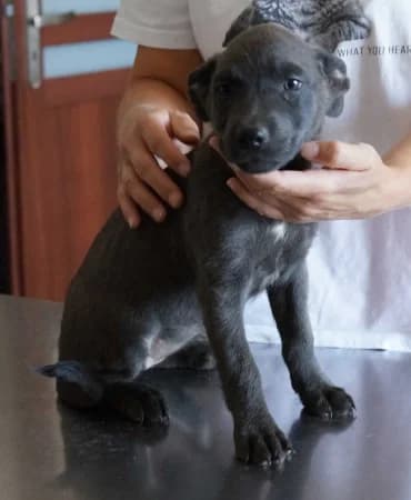 Thia, puppy Mixed Breed for adoption at OZ Veselá labka, Hurbanovo