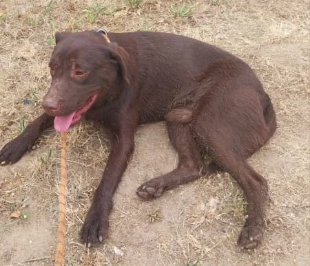 Toby - rezervovaný (TD), male 3yo mixed breed for adoption at OZ Veselá labka, Hurbanovo