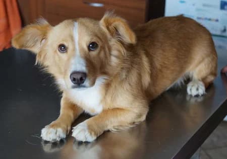 Tony, male young Mixed Breed for adoption at OZ Veselá labka, Hurbanovo