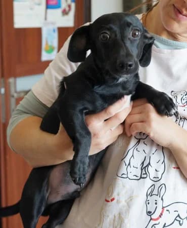 Viktor, puppy Mixed Breed for adoption at OZ Veselá labka, Hurbanovo