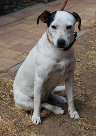 Wendy - rezervovaná (TD), female young Mixed Breed for adoption at OZ Veselá labka, Hurbanovo
