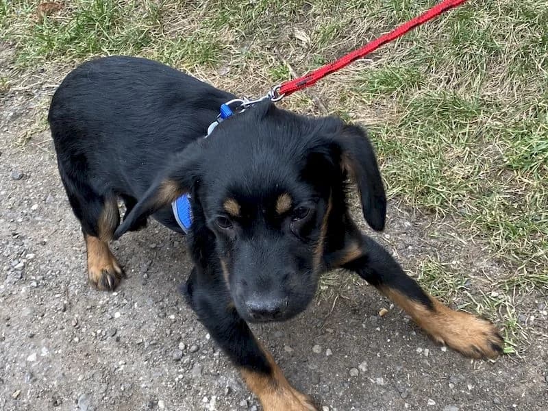 Uran, male 5yo Mixed Breed for adoption at OZ Záchranný koráb