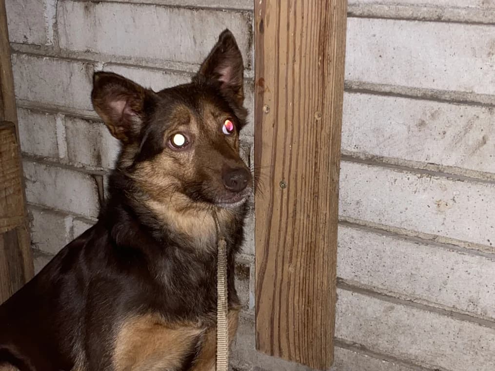 Gamma, female 7yo Mixed Breed for adoption at OZ Záchranný koráb
