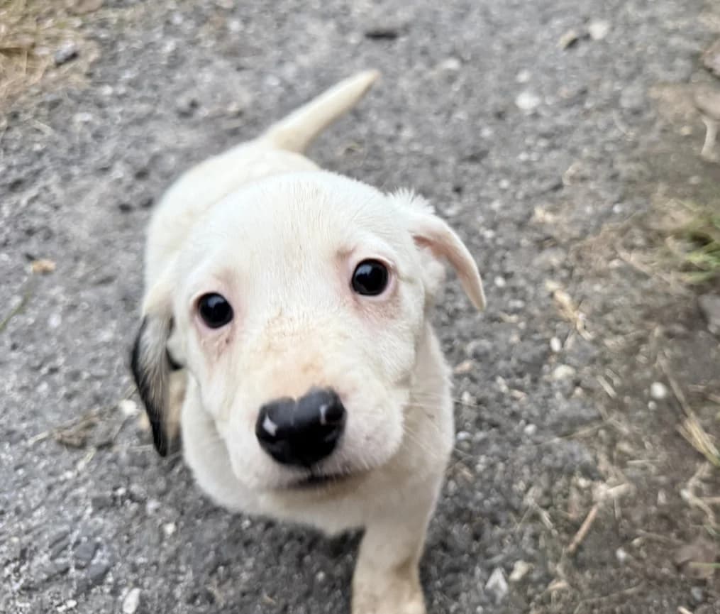 Dior, male young Mixed Breed for adoption at OZ Záchranný koráb