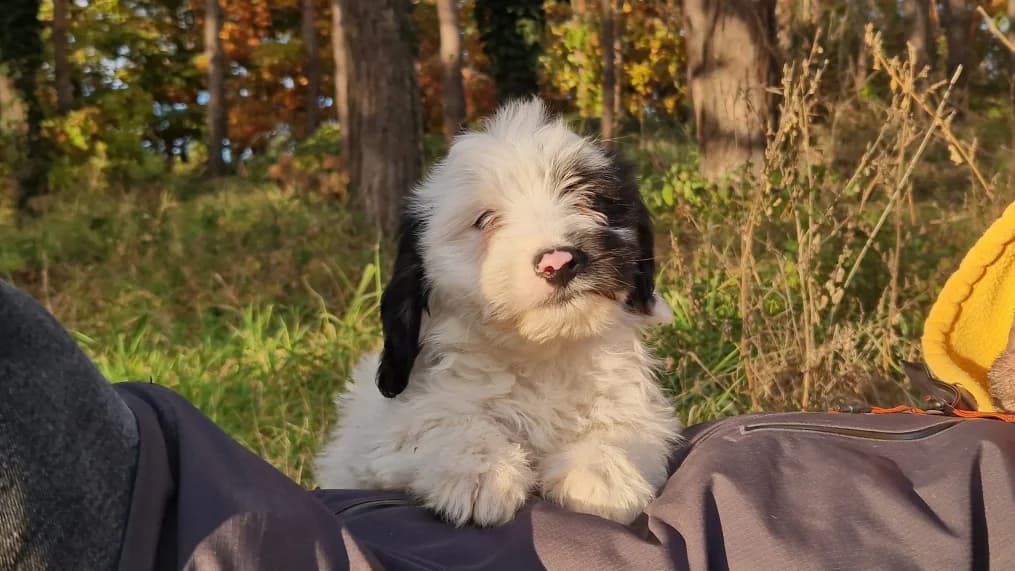 Dolores, female young Mixed Breed for adoption at OZ Záchranný koráb