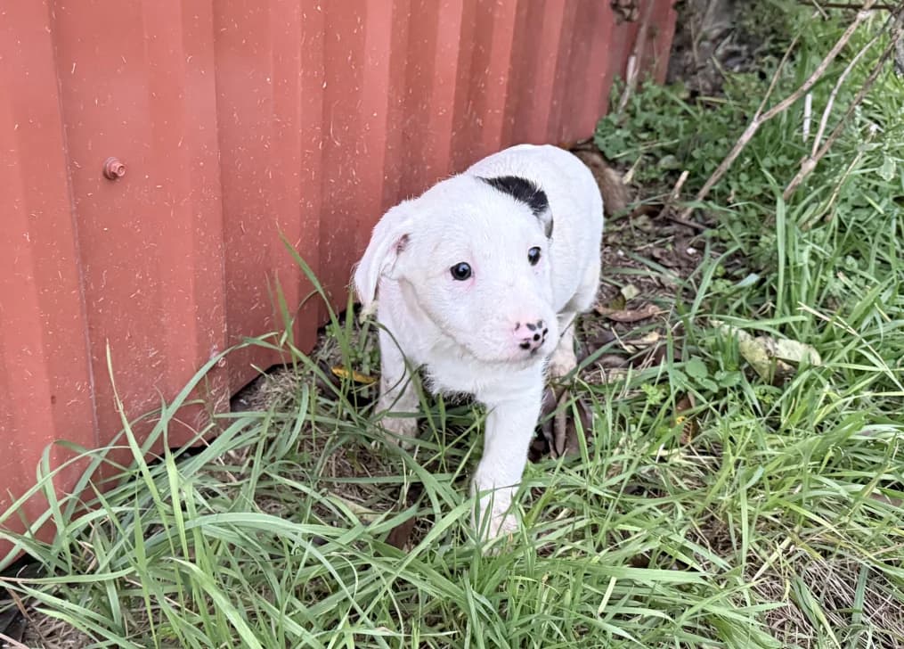 Druppi, male young Mixed Breed for adoption at OZ Záchranný koráb