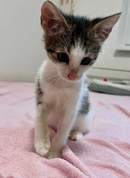 Blška, Mixed Breed for adoption at OZ Žilinské labky, Žilina