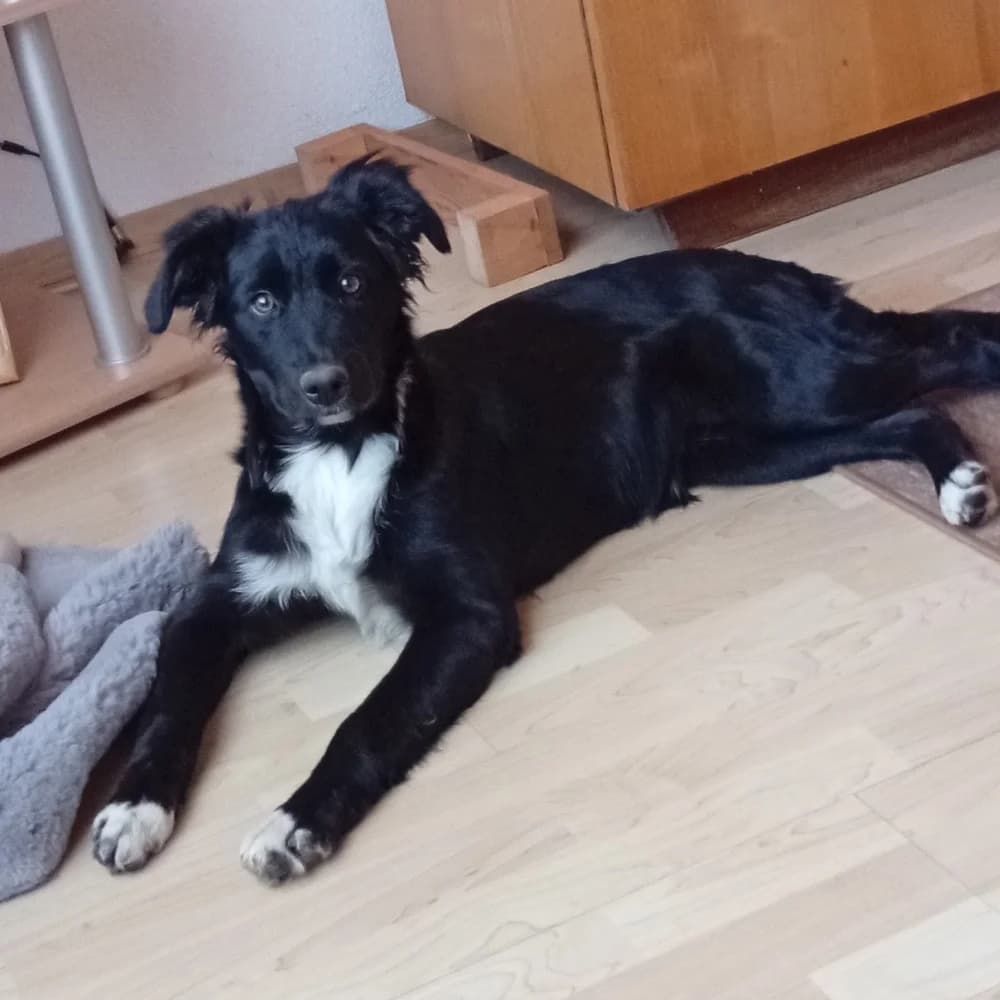 Lucy, female Mixed Breed for adoption at Zvierací azyl
