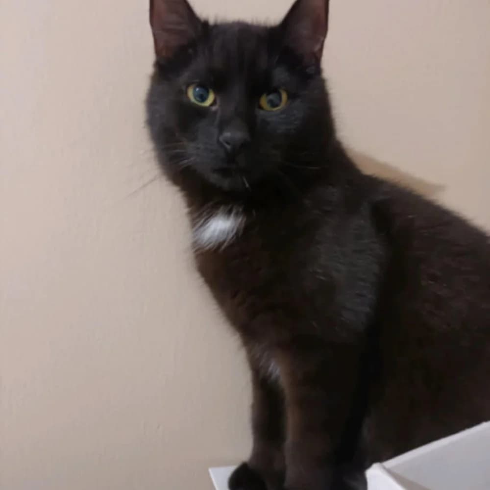 Momo, male Mixed Breed for adoption at Zvierací azyl