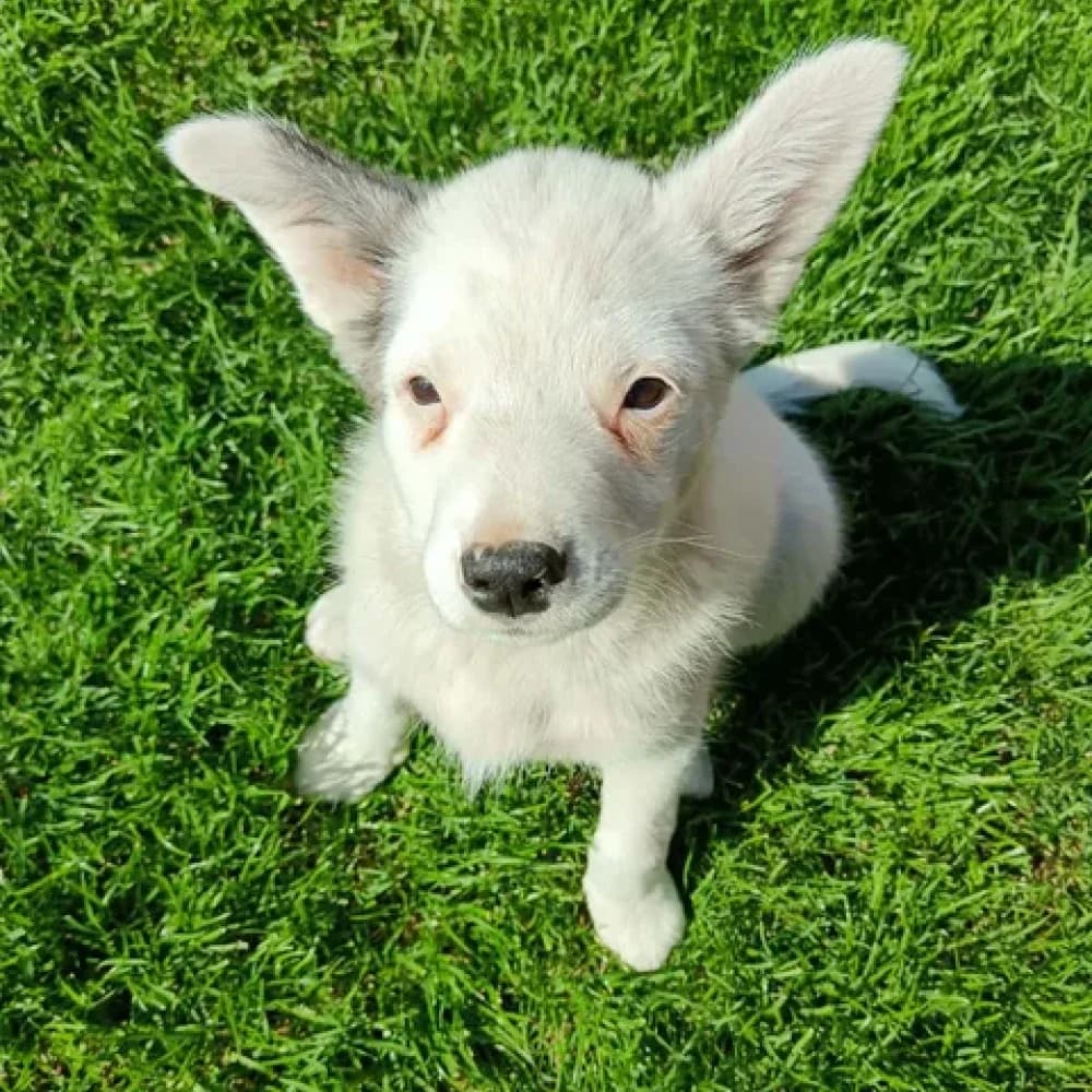Peťka, female Mixed Breed for adoption at Zvierací azyl
