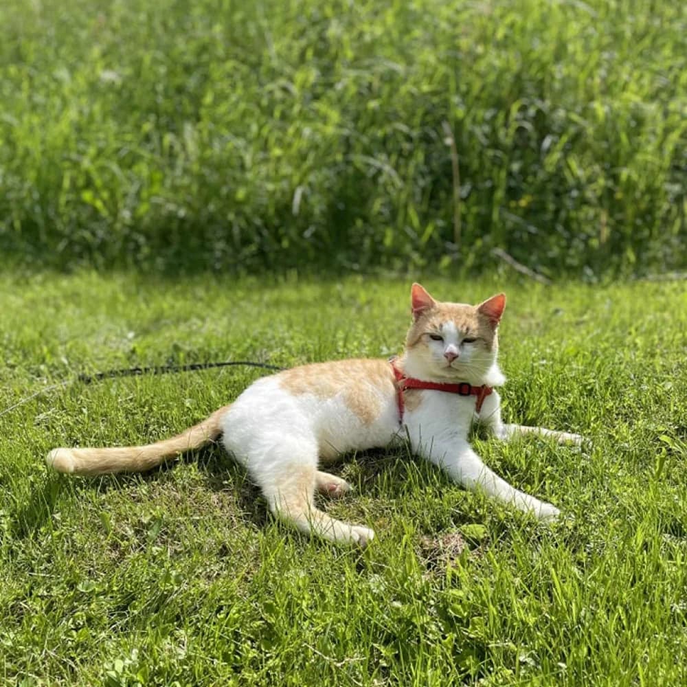 Riško, male Mixed Breed for adoption at Zvierací azyl