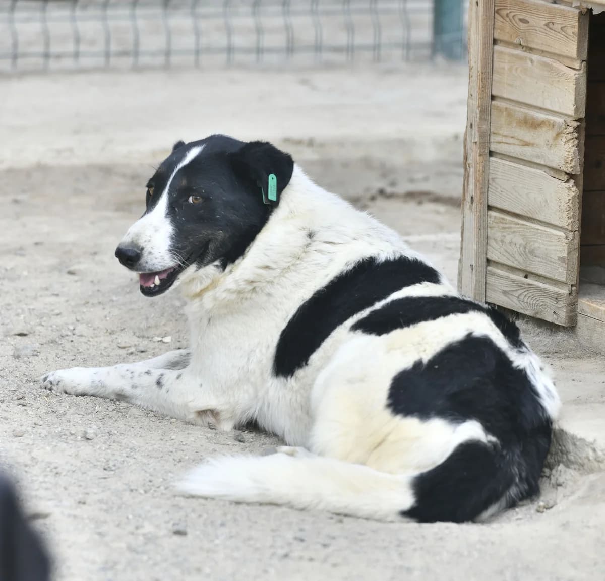 SAHİPSİZ CAN DOSTUMUZ