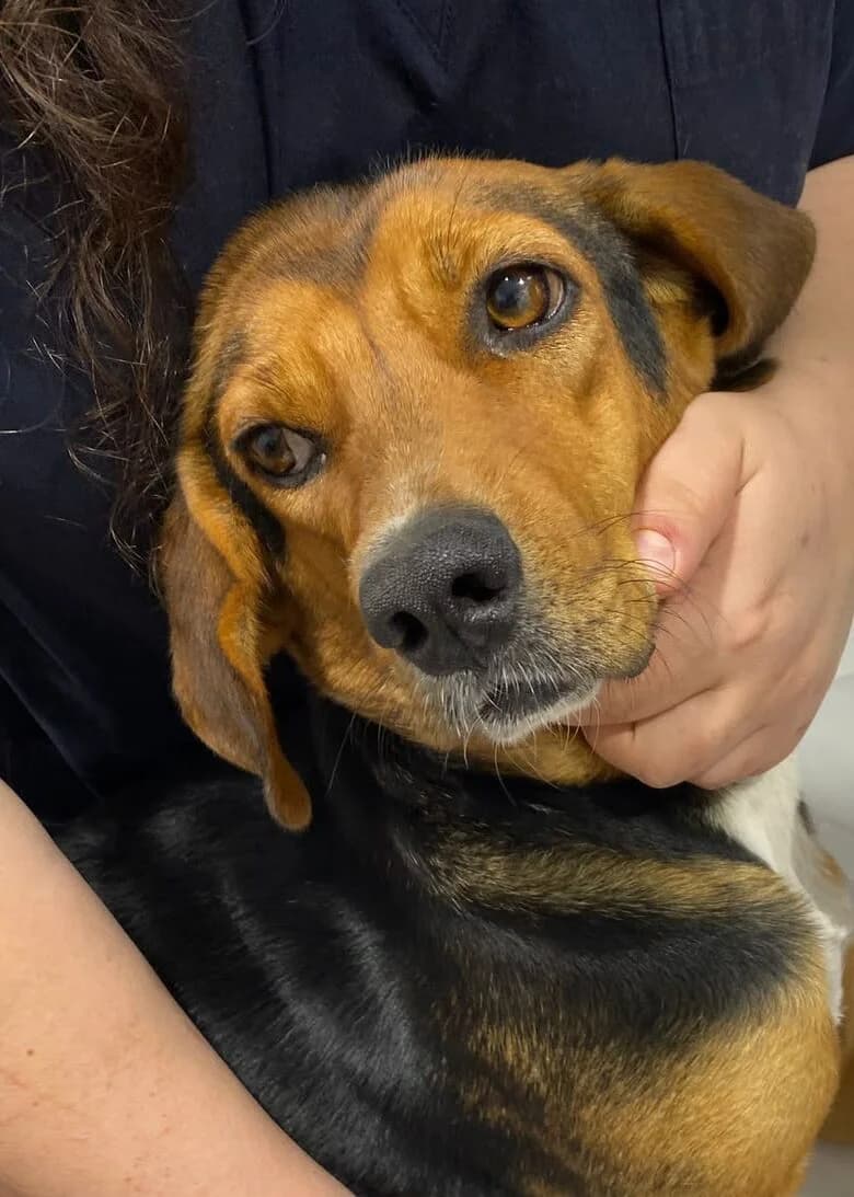 WINNIE, female young Mixed Breed for adoption at AFOT - Animal Friends of Turkey, Fethiye / Muğla