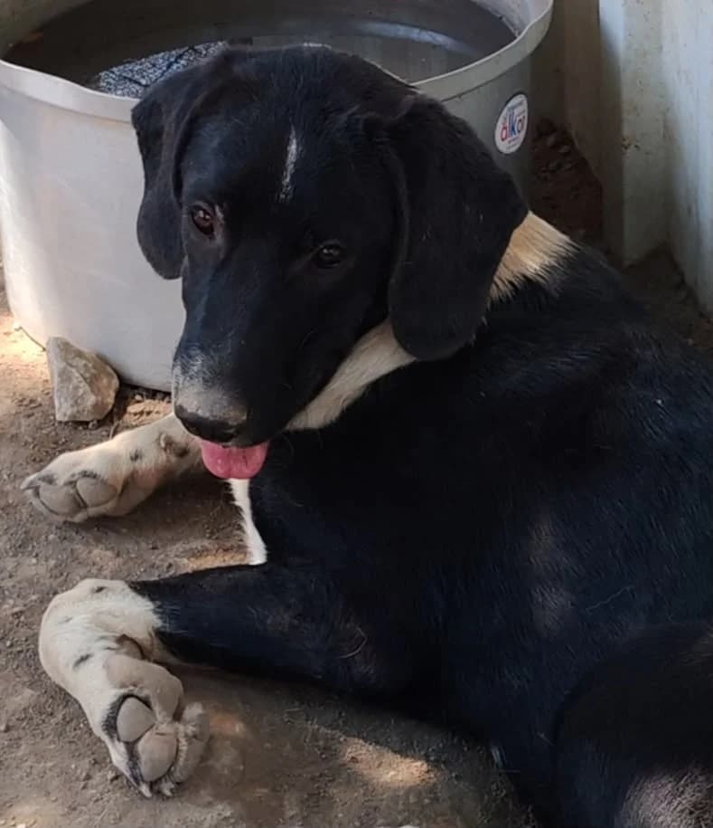 DOTTIE, female puppy Mixed Breed for adoption at AFOT - Animal Friends of Turkey, Fethiye / Muğla