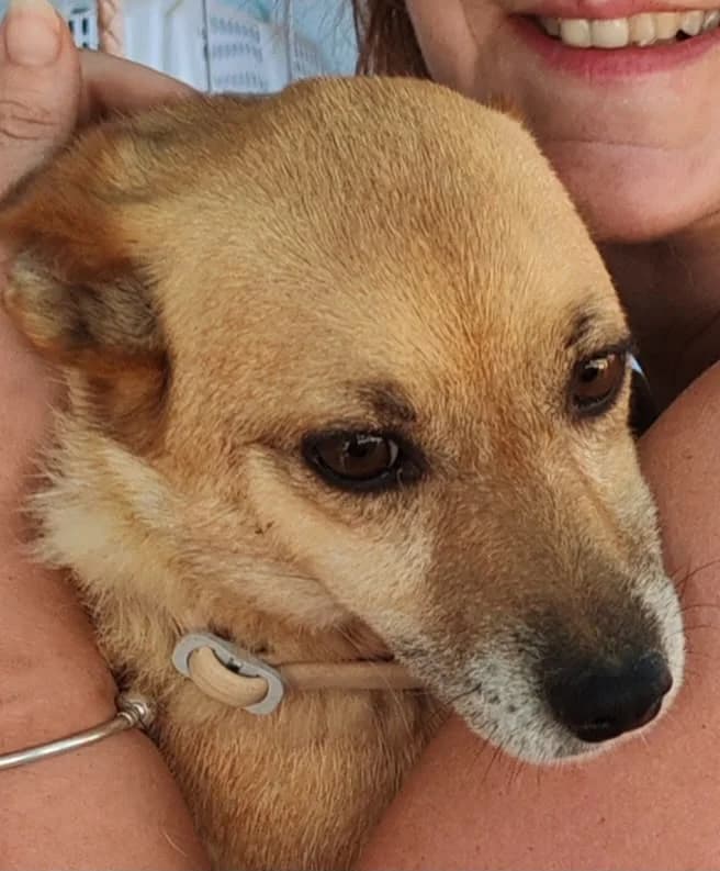 ELSIE, female 7yo Mixed Breed for adoption at AFOT - Animal Friends of Turkey, Fethiye / Muğla