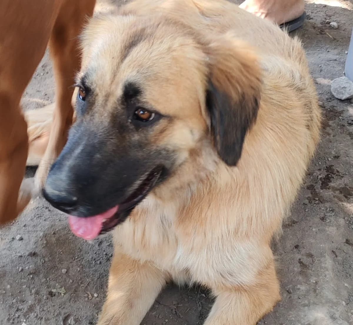 WILLOW, female young Mixed Breed for adoption at AFOT - Animal Friends of Turkey, Fethiye / Muğla