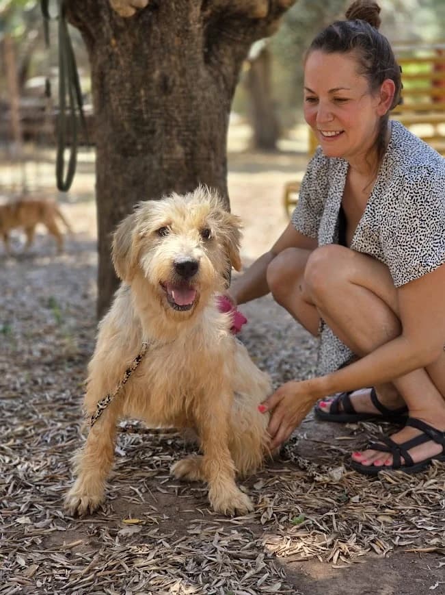 LADY, female 5yo Mixed Breed for adoption at AFOT - Animal Friends of Turkey, Fethiye / Muğla