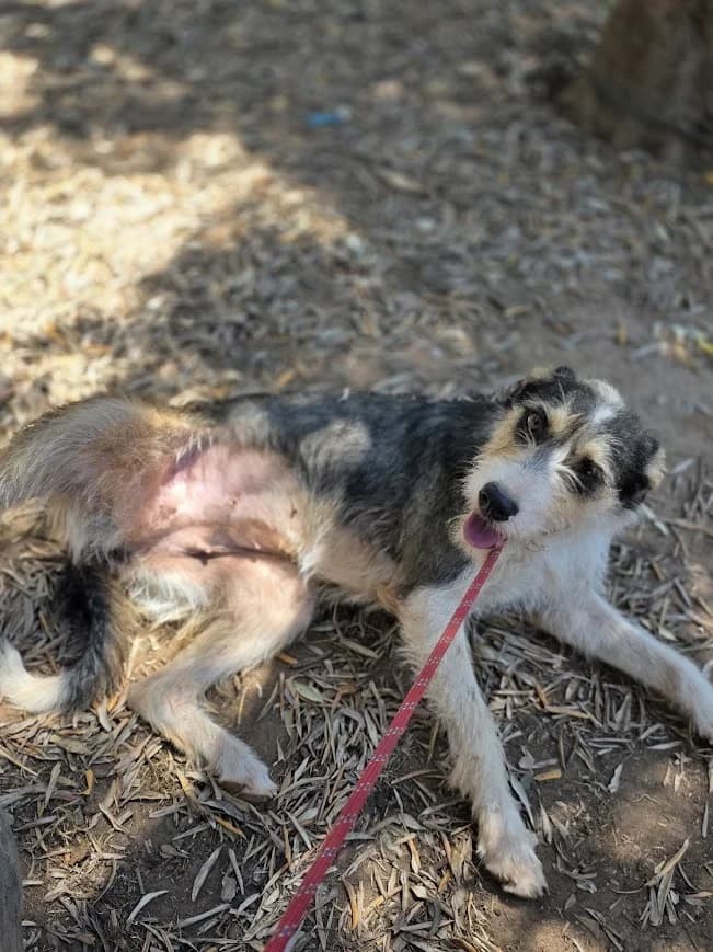 LEXI, female young Mixed Breed for adoption at AFOT - Animal Friends of Turkey, Fethiye / Muğla