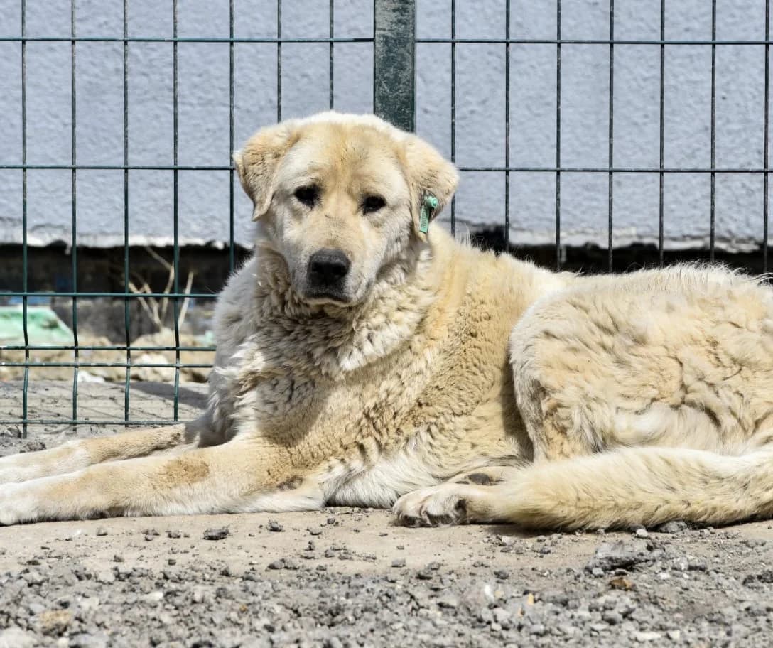 KİRLİ, Mixed Breed for adoption at Ankara EPATI, Ankara