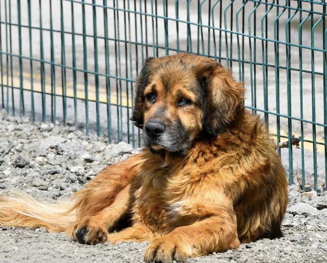 FİFİ, Mixed Breed for adoption at Ankara EPATI, Ankara