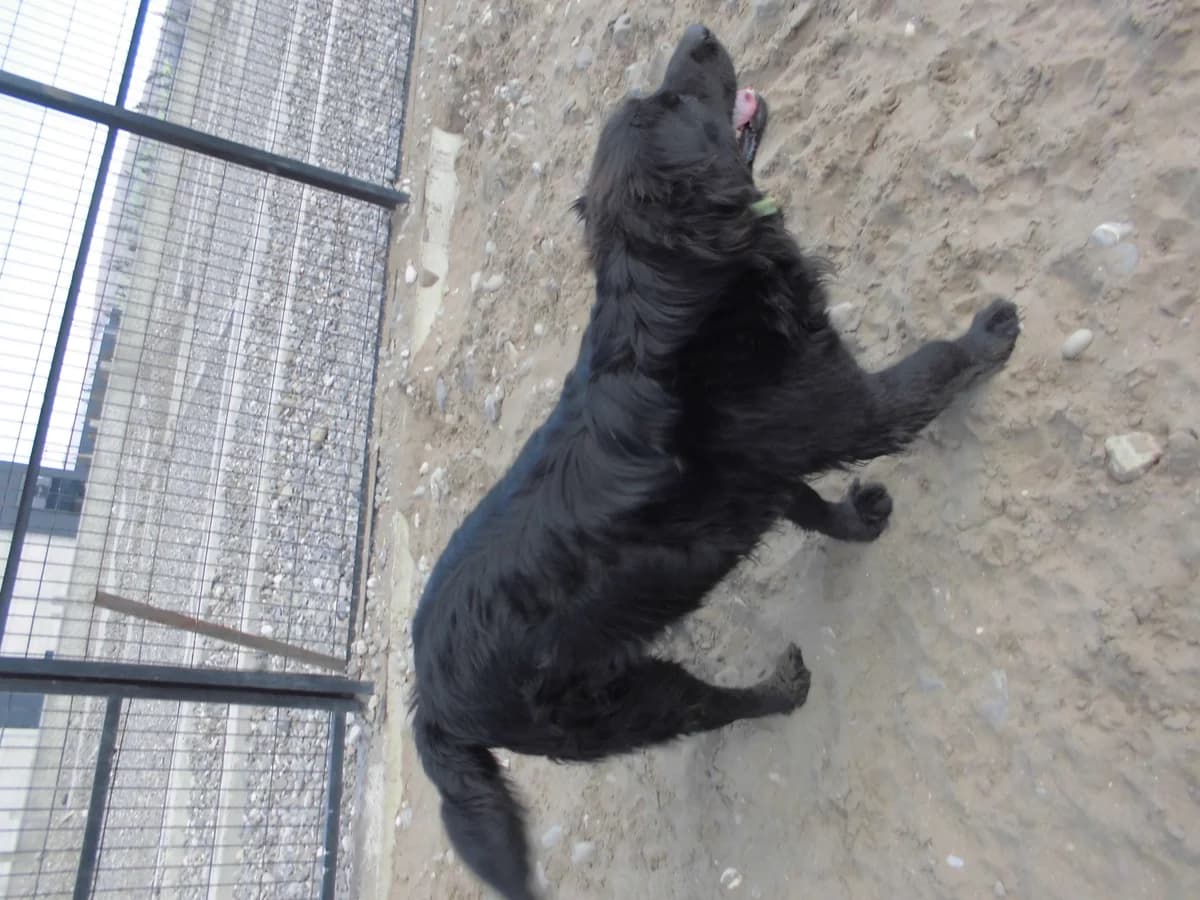 MAX, male 3yo Golden Retriever for adoption at Bafra Belediyesi Sahiplen, Samsun Bafra