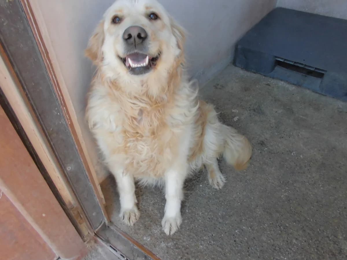 LİLA, female 4yo Golden Retriever for adoption at Bafra Belediyesi Sahiplen, Samsun Bafra