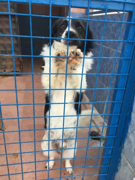 Minik, Kırma, mixed breed for adoption at Bodrum Belediyesi Hayvan Barınağı