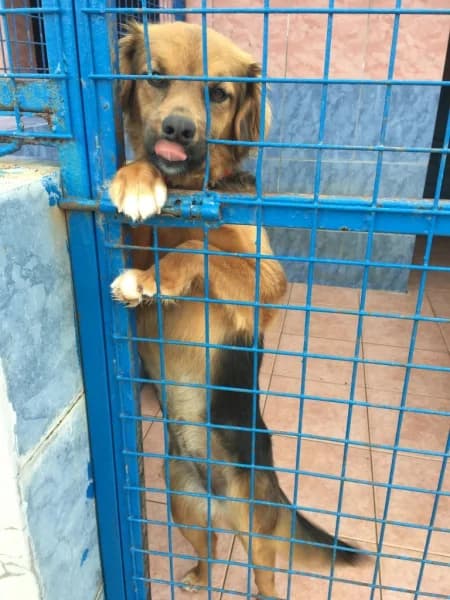 Dişi, kırma, female puppy mixed breed for adoption at Bodrum Belediyesi Hayvan Barınağı