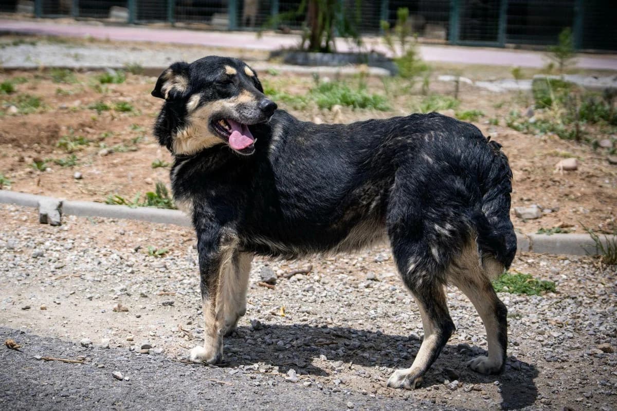 Hera, young mixed breed for adoption at Gölbaşı Hayvan Bakımevi, Ankara (Gölbaşı)