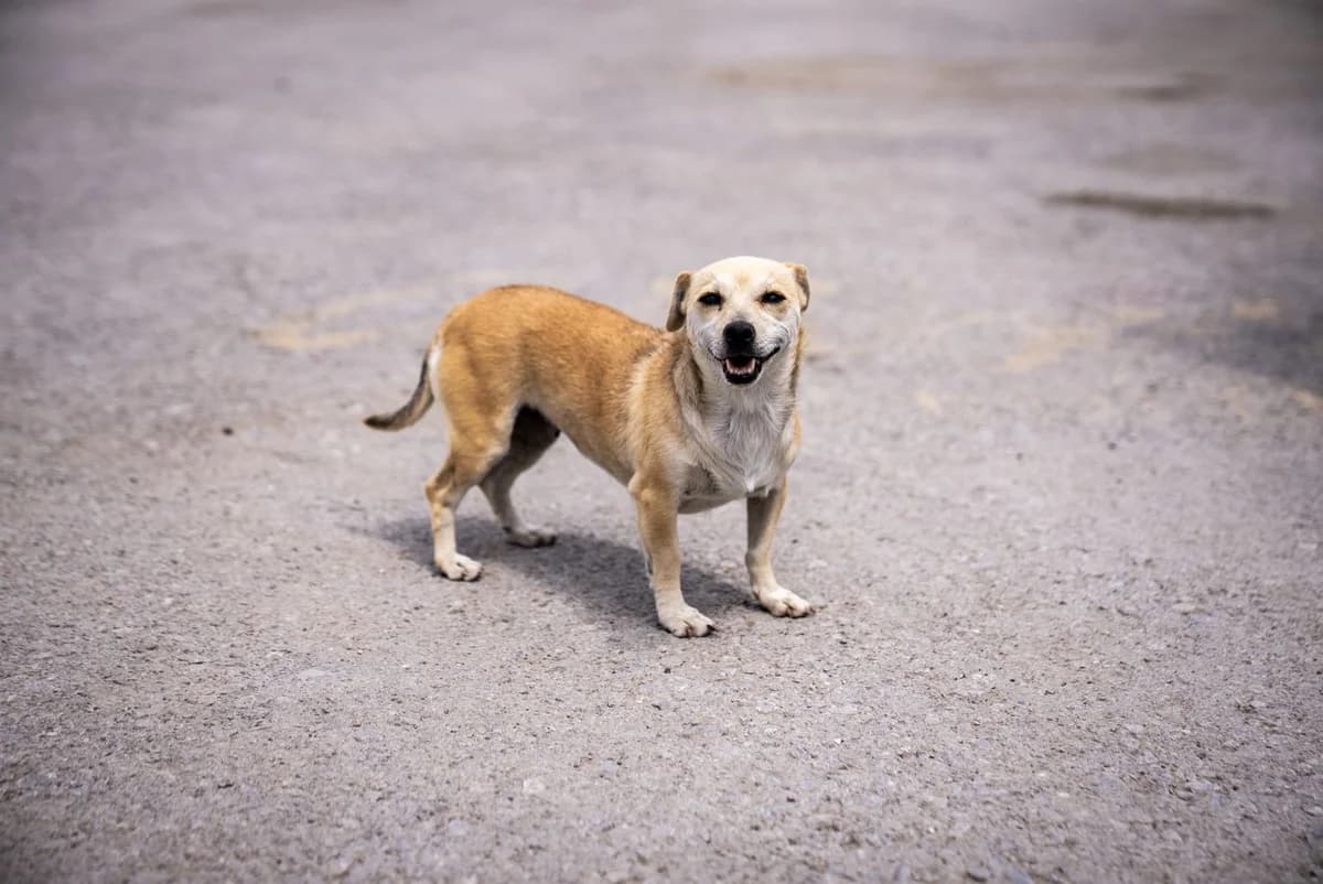 Bıdık, female 3yo Chihuahua for adoption at Gölbaşı Hayvan Bakımevi, Ankara (Gölbaşı)