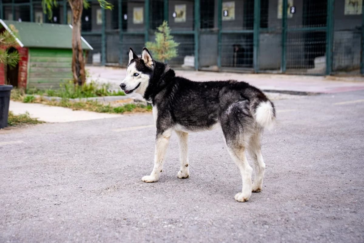 Yakışıklı, male 5yo Husky for adoption at Gölbaşı Hayvan Bakımevi, Ankara (Gölbaşı)