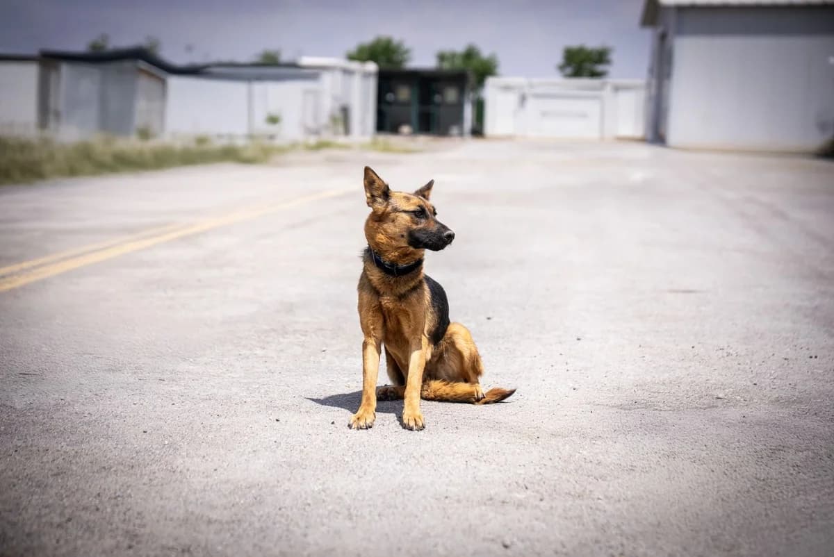 Bella, female young mixed breed for adoption at Gölbaşı Hayvan Bakımevi, Ankara (Gölbaşı)