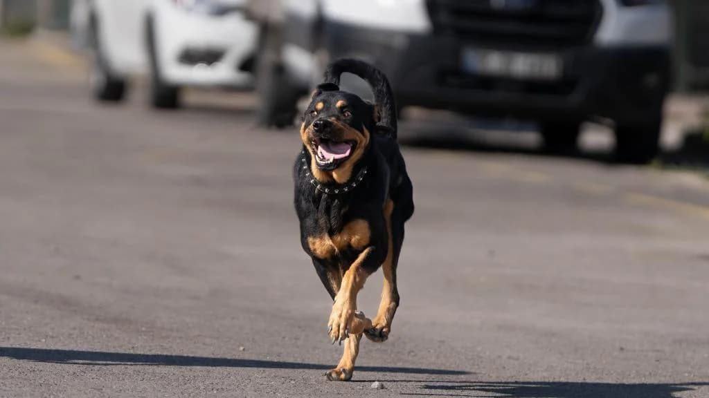 Kral, 5yo Rottweiler for adoption at Gölbaşı Hayvan Bakımevi, Ankara (Gölbaşı)