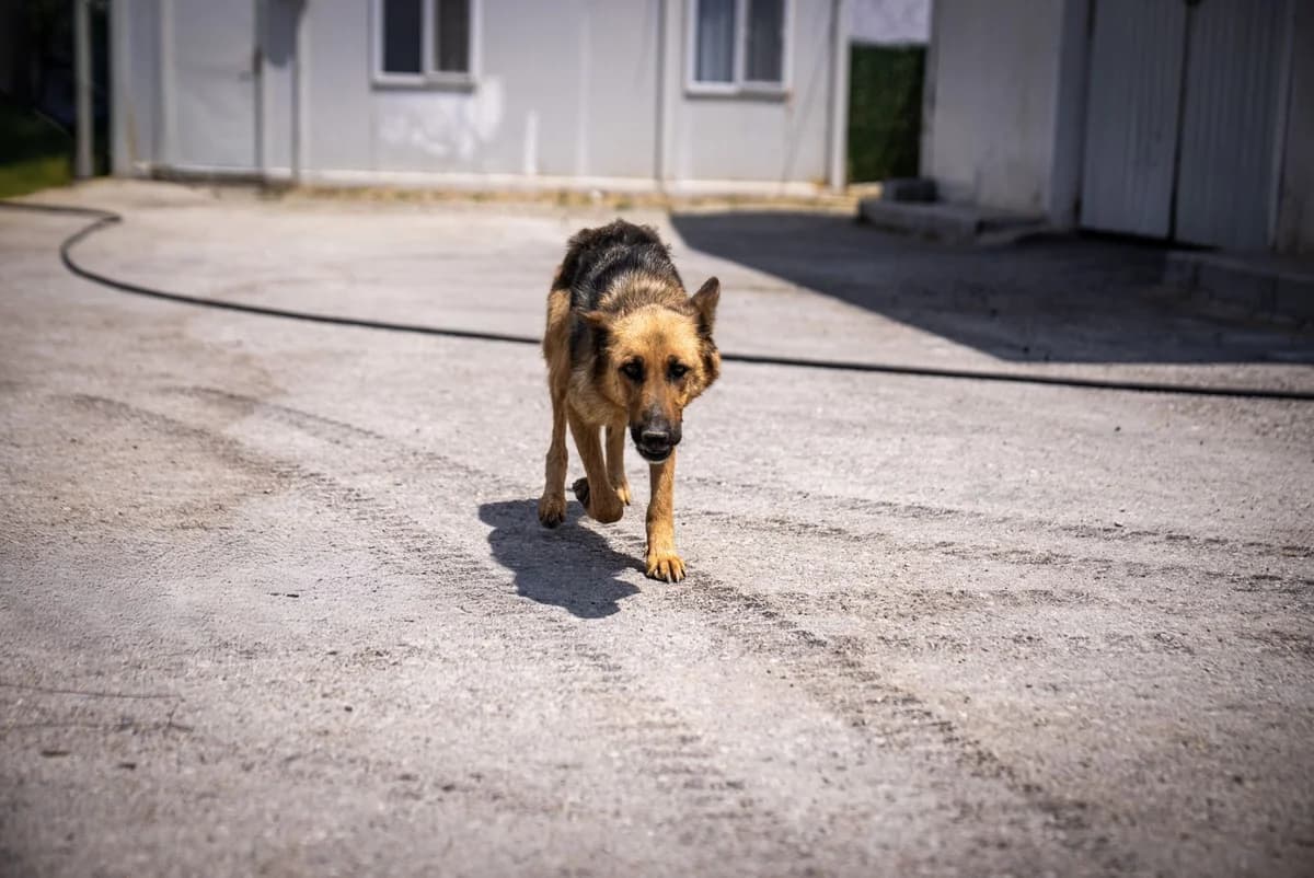 Tarçın, female 3yo mixed breed for adoption at Gölbaşı Hayvan Bakımevi, Ankara (Gölbaşı)