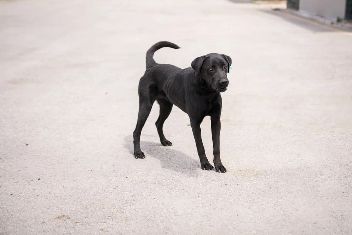 Zeytin, female young Labrador Retriever for adoption at Gölbaşı Hayvan Bakımevi, Ankara (Gölbaşı)