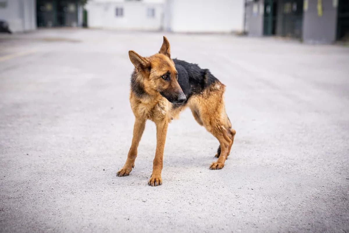 Hera, female 3yo mixed breed for adoption at Gölbaşı Hayvan Bakımevi, Ankara (Gölbaşı)