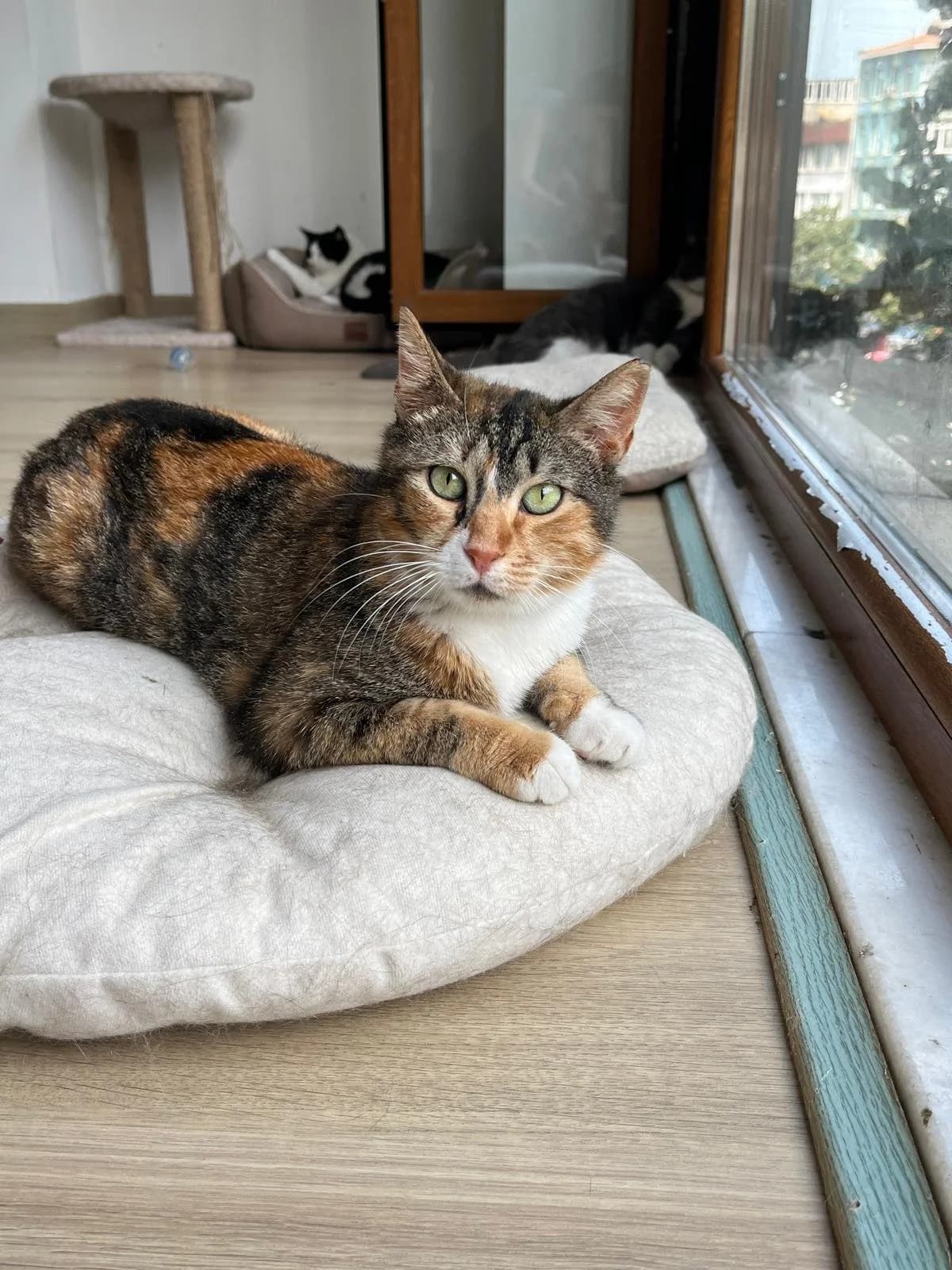 Hermione, female puppy Mixed Breed for adoption at Help A Stray Cat