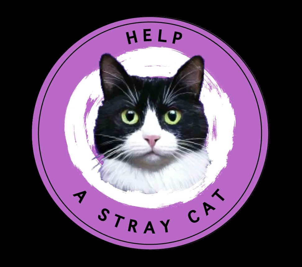 Zach, male Mixed Breed for adoption at Help A Stray Cat