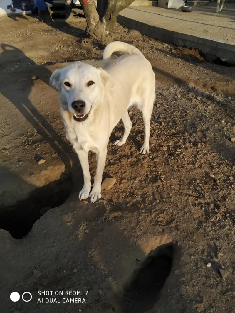 Aykiz, female 5yo Mixed Breed for adoption at Islak Burunlar, Izmir