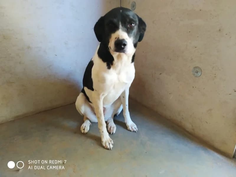 Frida, female 5yo Mixed Breed for adoption at Islak Burunlar, Izmir