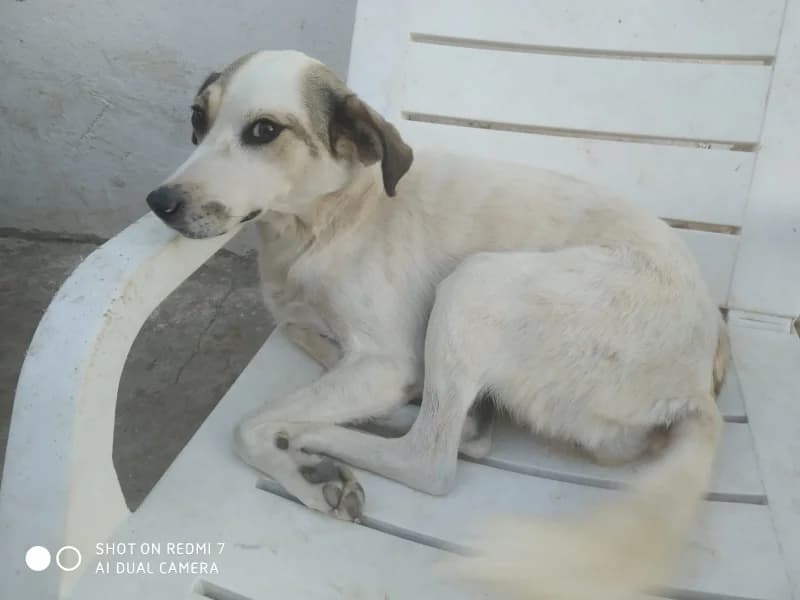 Heidi, female young Mixed Breed for adoption at Islak Burunlar, Izmir