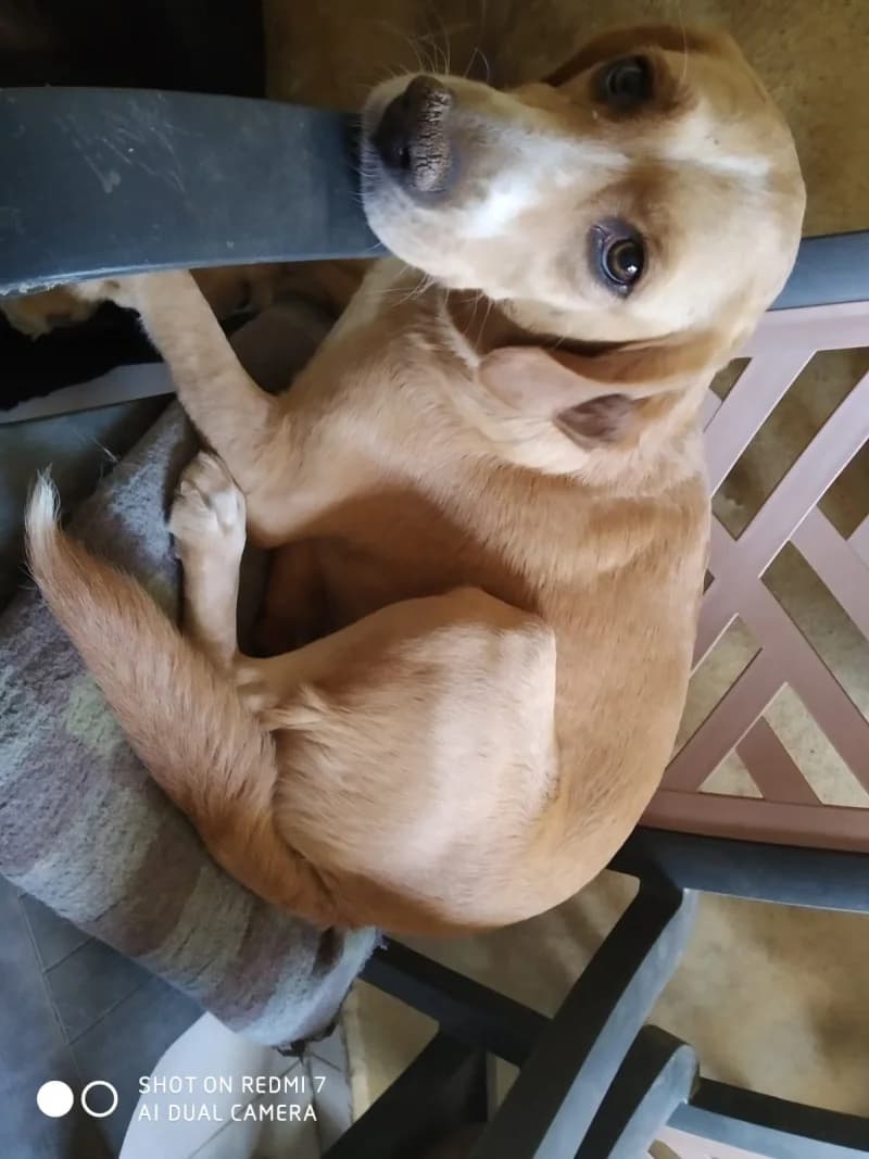 Maja, female 5yo Mixed Breed for adoption at Islak Burunlar, Izmir