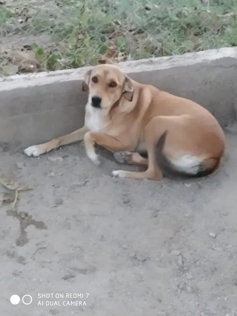 Ela, female 3yo Mixed Breed for adoption at Islak Burunlar, Izmir