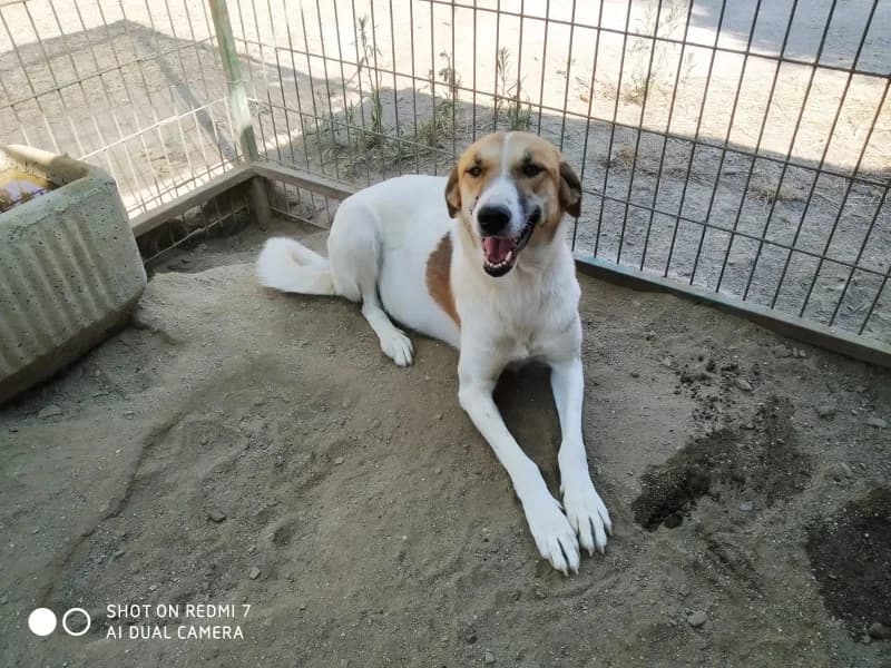 Lizzy, female 5yo Mixed Breed for adoption at Islak Burunlar, Izmir